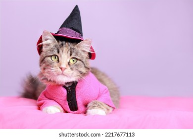 Funny Cat dressed in a pink hat and witch costume. Halloween party scary Kitten. Halloween concept. Cat sitting on a pink background close up. Halloween Kitten. Clothes for pets - Powered by Shutterstock