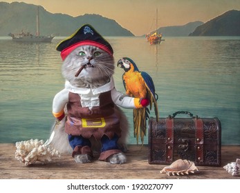 Funny cat dressed as a pirate with a parrot on the pier
