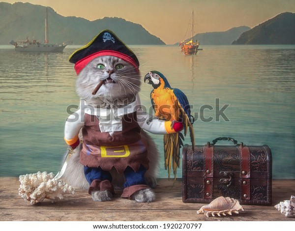 Funny\
cat dressed as a pirate with a parrot on the\
pier