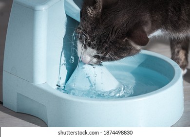 Funny Cat Drinks Water From Water Dispenser. Cat Water Fountain. Pet Thirst. Dehydration In A Cat.