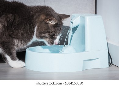Funny cat drinks water from water dispenser or water fountain. Dehydration in a cat. Pet thirst. Cat playing with water.