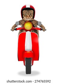 Funny Cat Driving A Moped