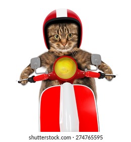 Funny Cat Driving A Moped