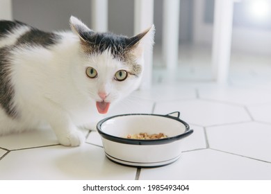 Chat Rigolo Images Photos Et Images Vectorielles De Stock Shutterstock