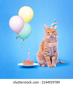 A Funny Cat In A Festive Hat Near Birthday Cake With A Burning Candle. Birthday Card