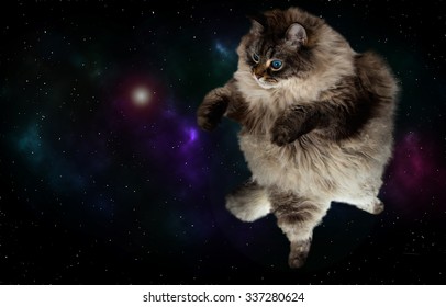 Funny Cat Flying In Galaxy