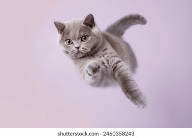 Funny cat flying. playful cat jumping mid-air looking at camera isolated on purple background - Powered by Shutterstock