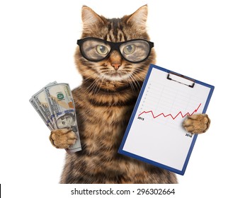 Funny Cat With A Folder For Presentations. Money In Hand. Business Scene.