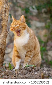 Funny Cat In The Garden Looks Like A Meme