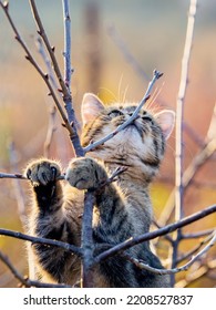 Funny Cat In The Garden On A Tree In Sunny Weather