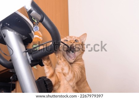 Funny cat gnawing on wire of exercise bike