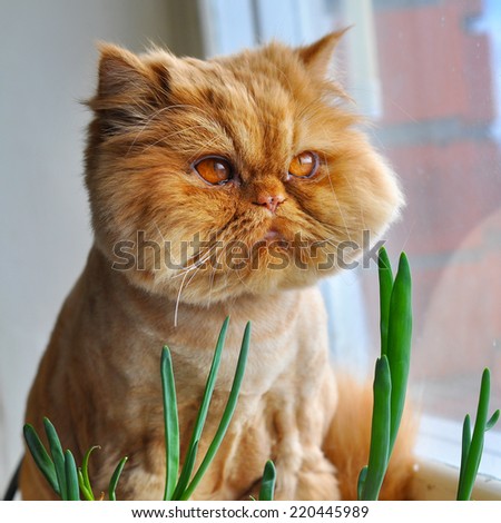  Funny  Cat  Green Onions Stock Photo  Edit  Now 220445989 