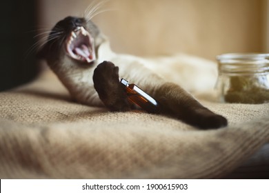 Funny Cat With Her Mouth Open And CBD Oil Dropper For Animals In Her Paw.