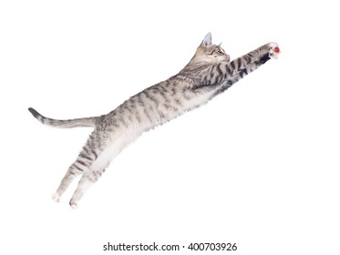 Funny cat jumping to catch a toy isolated on white