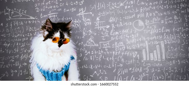 funny cat in knitted winter sweater and glasses over blackboard inscribed with scientific formulas and calculations in physics and mathematics, smart cat concept, panoramic image
