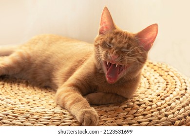 Funny cat laugh. Close-up portrait of a laughing cat. Red kitten in a good mood