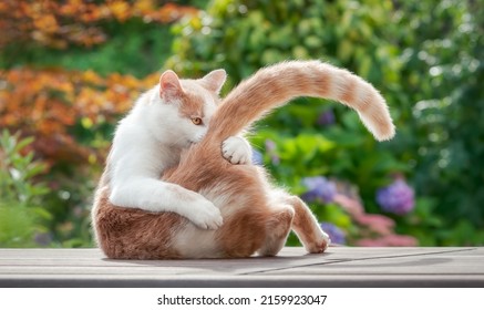 Funny cat licking playfully its fur on the tail, holding it up with its paw, a red-white bicolored kitty, European Shorthair, in a colorful garden