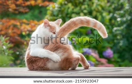 Funny cat licking playfully its fur on the tail, holding it up with its paw, a red-white bicolored kitty, European Shorthair, in a colorful garden