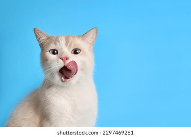 Funny cat licks his lips. Portrait of a white-red kitten with beautiful blue eyes, looking straight ahead. Lovely hungry cat. studio photo. Free space for text. - Shutterstock ID 2297469261
