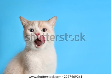 Funny cat licks his lips. Portrait of a white-red kitten with beautiful blue eyes, looking straight ahead. Lovely hungry cat. studio photo. Free space for text.