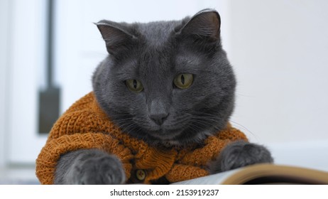 Funny Cat Like A Person Who Is Reading A Book. The Cat Is Dressed In An Animal Costume In The Form Of A Beautiful Knitted Cardigan With Buttons. The Cat Is A Valuable Member Of The Family.