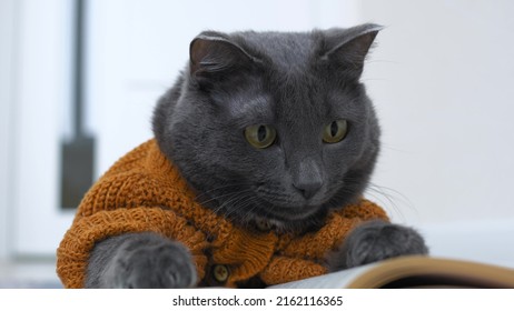 Funny Cat Like A Person Who Is Reading A Book. The Cat Is Dressed In An Animal Costume In The Form Of A Beautiful Knitted Cardigan With Buttons. The Cat Is A Valuable Member Of The Family.