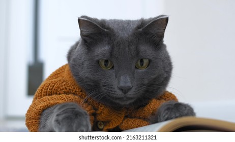 Funny Cat Like A Person Who Is Reading A Book. The Cat Is Dressed In An Animal Costume In The Form Of A Beautiful Knitted Cardigan With Buttons. The Cat Is A Valuable Member Of The Family.