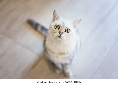 Funny Cat Looking Camera Stock Photo 596658887 | Shutterstock