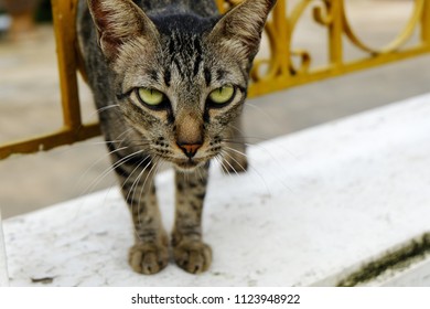 Funny cat looking into the camera., Short hair cat with green eyes.