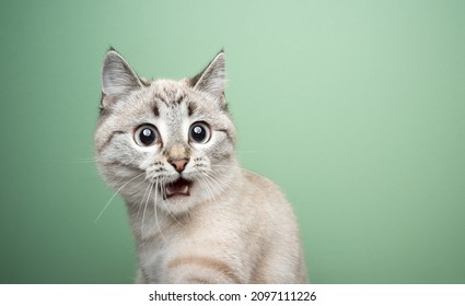 funny cat looking shocked with mouth open portrait on green background with copy space - Shutterstock ID 2097111226