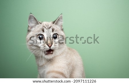 funny cat looking shocked with mouth open portrait on green background with copy space