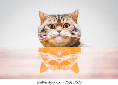 Funny Cat Looks Camera Stock Photo 750257578 | Shutterstock