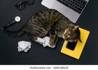 19,592 Cat with laptop Images, Stock Photos & Vectors | Shutterstock