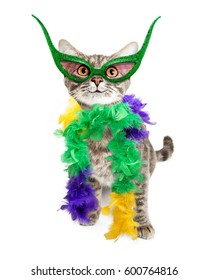 Funny Cat In Mardi Gras Party Feather Boa And Mask