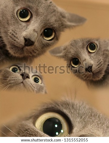 Funny cat meme