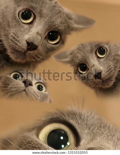 Funny Cat Meme Stock Photo (Edit Now) 1315552055