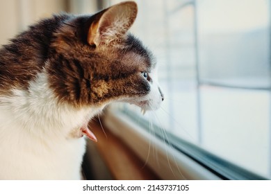 Funny cat meme. Gray cat with open mouth. He looks outside through window and screams. Close-up of pet's head. Cheerful emotion of surprise. Portrait of animal.