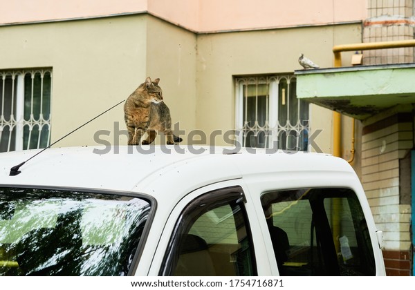 Funny cat on a car\
roof