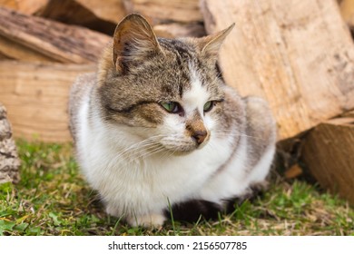 Funny cat on firewoods background. Sitting cat with strange look on backyard. Adorable kitten in village. Rural animals. Cute domestic cat. Pets concept. Funny kitty portrait. Cat in ukrainian village