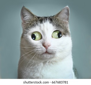 Funny Cat Images Stock Photos Vectors Shutterstock