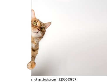 Funny cat peeks out from behind the wall. Copy space. - Powered by Shutterstock