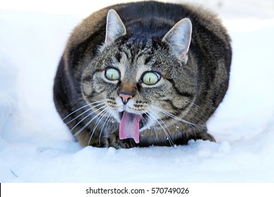 Funny cat photo. A cat stretches out the tongue