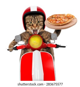 Funny Cat. Pizza Delivery