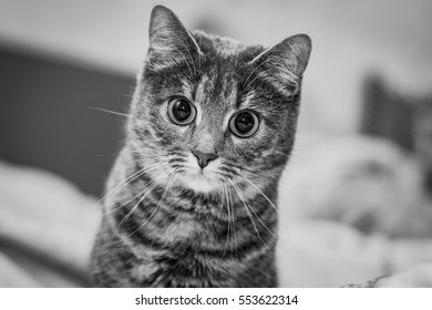 Funny Cat With Playful Eyes,black And White Photo