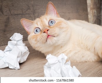 Funny Cat Playing With The Crumpled Paper