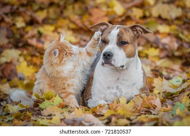 Funny Cat Playing With A Dog In Autumn