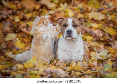 Funny Cat Playing With A Dog In Autumn