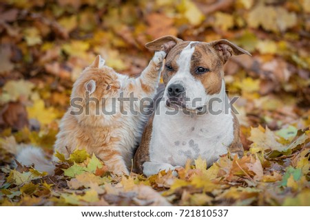 Funny cat playing with a dog in autumn