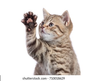 Cat Raising Paw Images, Stock Photos 