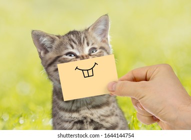 Funny cat portrait with smile on green grass outdoor - Shutterstock ID 1644144754